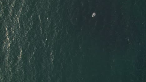 aerial view sea birds fishing in the sea