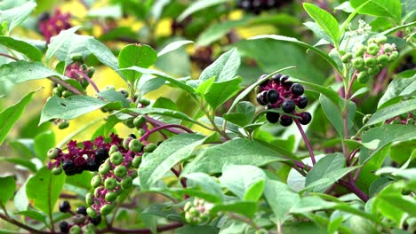 a pokeberry bush moving in the fresh summer breeze