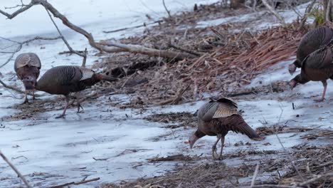 Medium-shot-of-turkeys-looking-for-food-in-the-winter