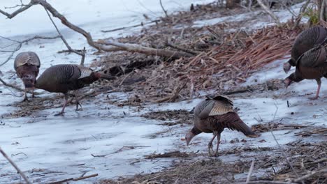 tiro medio de pavos en busca de alimento en el invierno