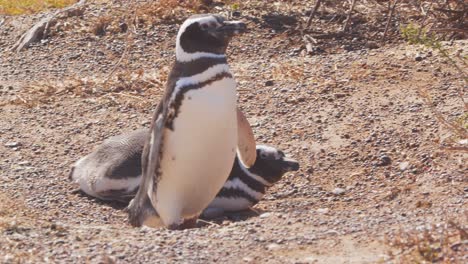 el pingüino de magallanes pasa por un pingüino dormido en su camino a su nido a través del paisaje arenoso.