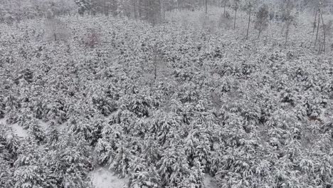 Vista-Aérea-De-Un-Bosque-Nevado-En-El-Norte-De-Alemania