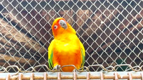 loro vibrante encaramado en un recinto del zoológico