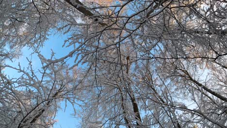 pov caminando por el país de las maravillas del invierno y mirando hacia la copa de un árbol en un día soleado con cielo azul durante el invierno en baviera, alemania