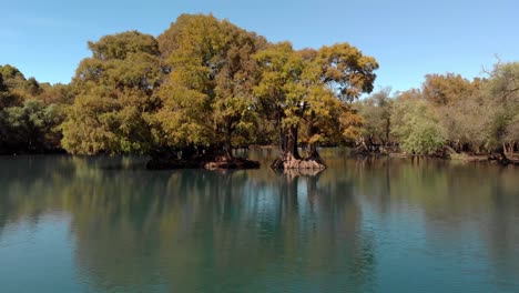 drone shot dolly in shot of trees in camecuaro lake at sunrise