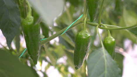 Rotate-around-a-plant-with-ripe-hot-peppers