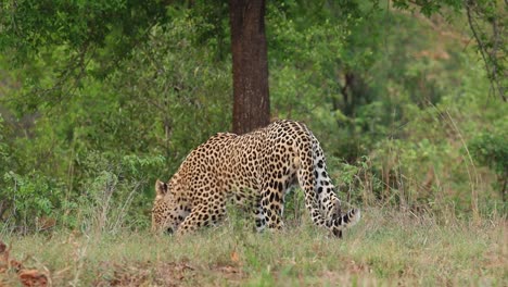 plano general de un leopardo macho siguiendo un rastro de olor, parque nacional kruger