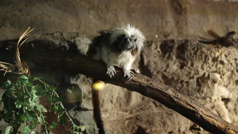 marmoset cotton-top tamarin on a tree