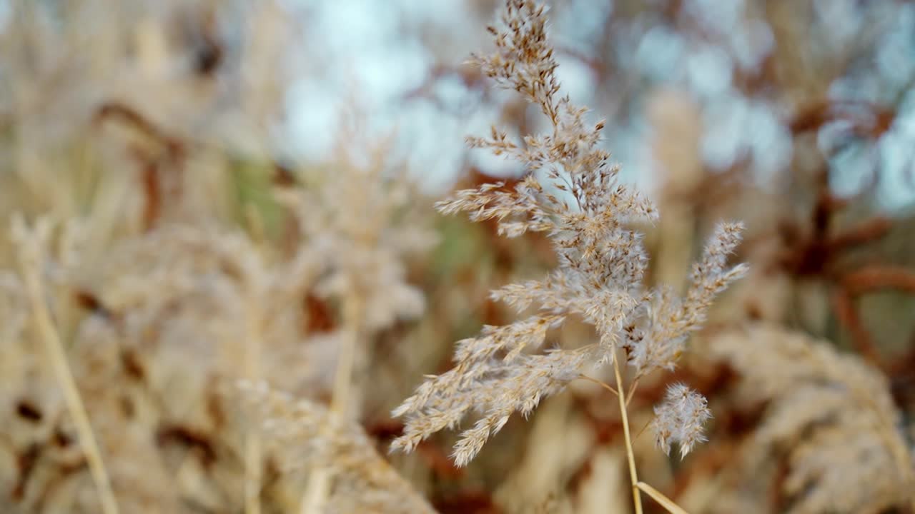 Detailed view of golden reeds with a blurred background