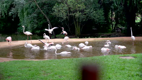 wide shot of flamingoes in a pond at the johannesburg zoo, south africa