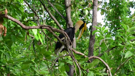 The-Great-Hornbill-is-a-big-bird-with-huge-horn-like-yellow-bill-used-to-gather-fruits-and-other-food-items-in-the-jungle