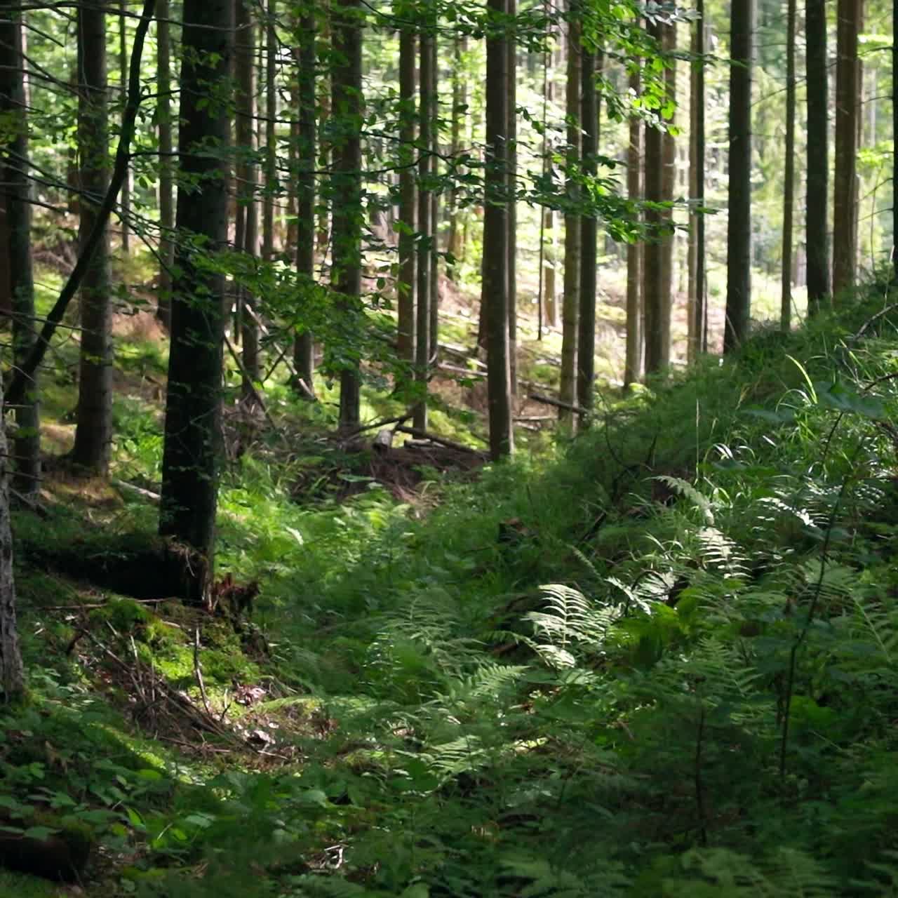 Nel bosco. Felci verdi fresche e muschio sano che crescono nella foresta. Bella natura verde. Alberi nel bosco di montagna in estate.