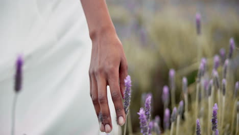 Hand,-lavender-and-person-walking-in-garden