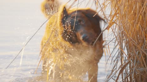 wet golden retriever dog in lake