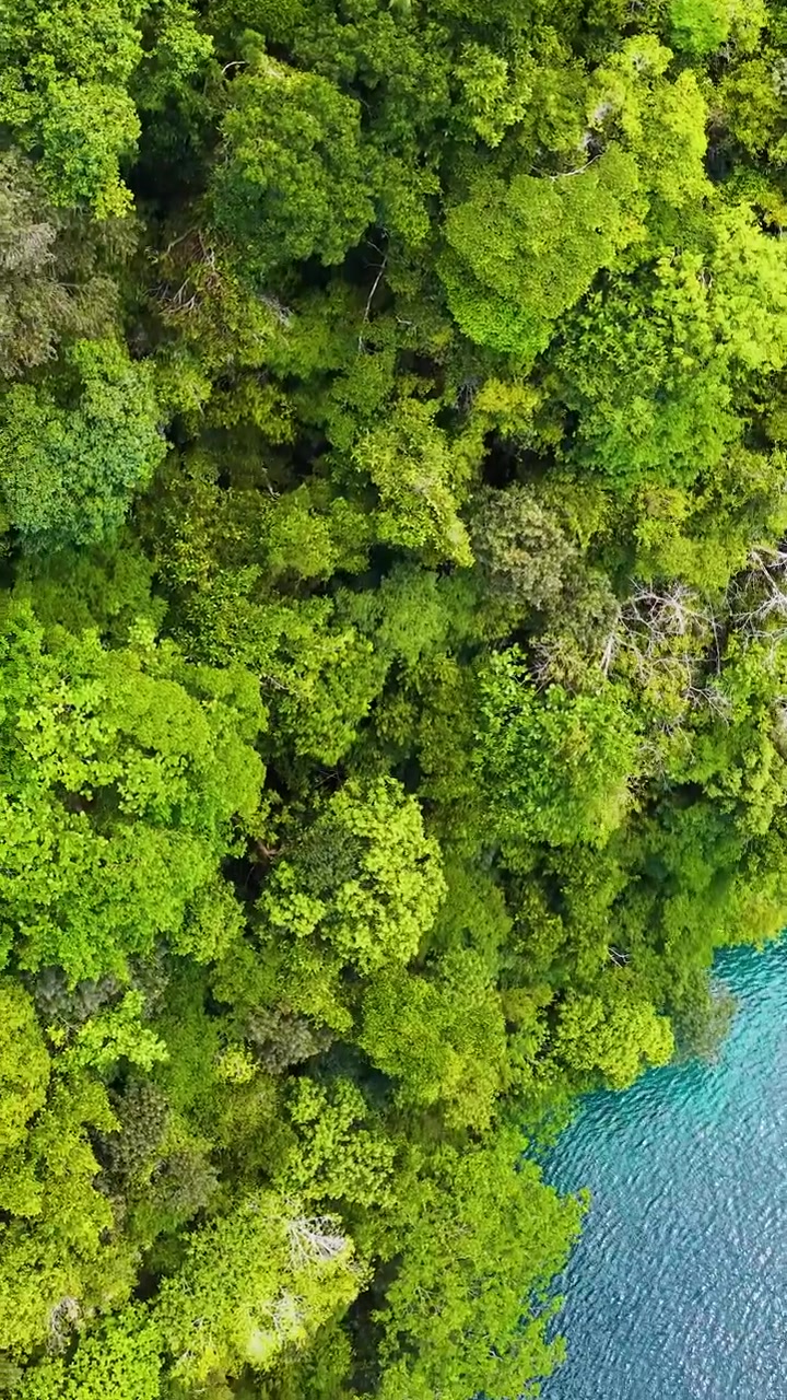 Una ripresa aerea con drone sorvola la canopia lussureggiante della foresta pluviale che incontra l'acqua cristallina e turchese dell'oceano.