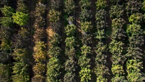 Aerial view of a field of hemp to be harvested for the production of CBD oil in Southern Oregon