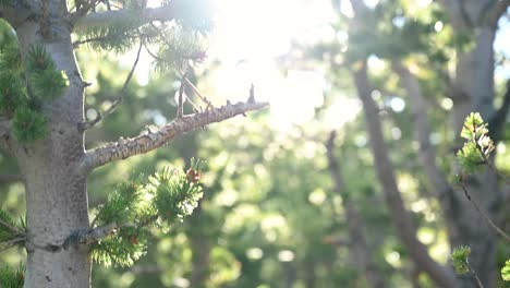 Morning-sunlight-shining-through-pine-trees,-tilt-down