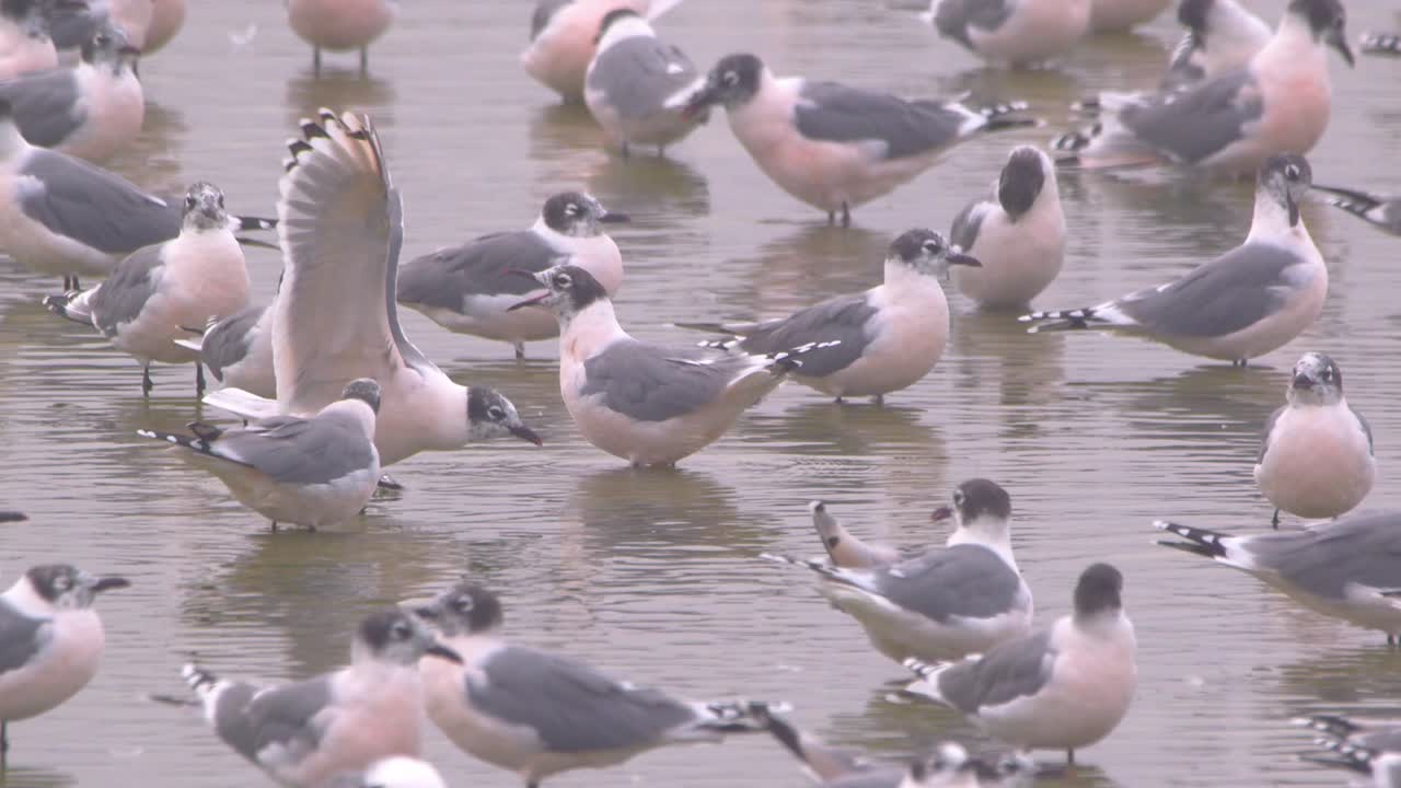 Franklin's gull landing while vocalizing in slow motion over wetland, Pantanos de Villa, Peru