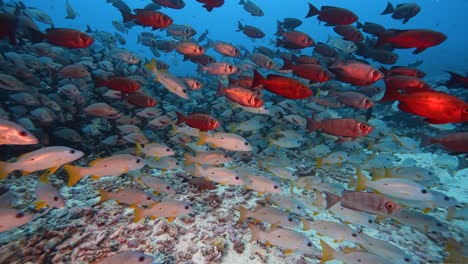 beautiful close and slow motion shot of a big school of red goggle eye fish and snappers on a tropical reef at the atoll of fakarava in french polynesia