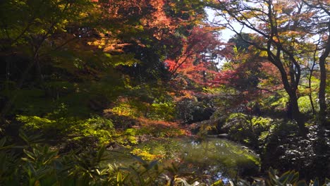 Stunning-cinematic-footage-inside-dense-forest-with-beautiful-autumn-colors