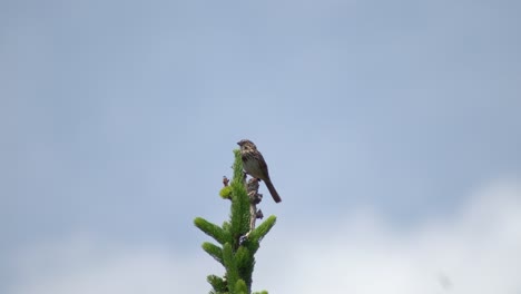 Un-Pequeño-Pájaro-Marrón-Cantando-En-Un-árbol-Con-Un-Cielo-Azul-Borroso-En-El-Fondo---Un-Pájaro-Cantor-Sentado-En-La-Cima-De-Un-Pino