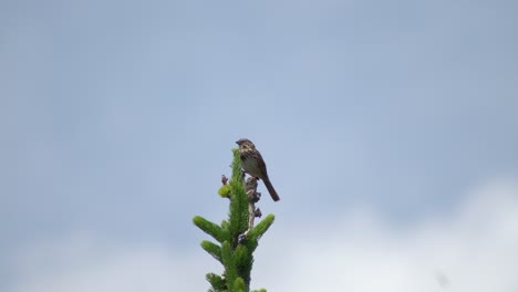 un pequeño pájaro marrón cantando en un árbol con un cielo azul borroso en el fondo - un pájaro cantor sentado en la cima de un pino