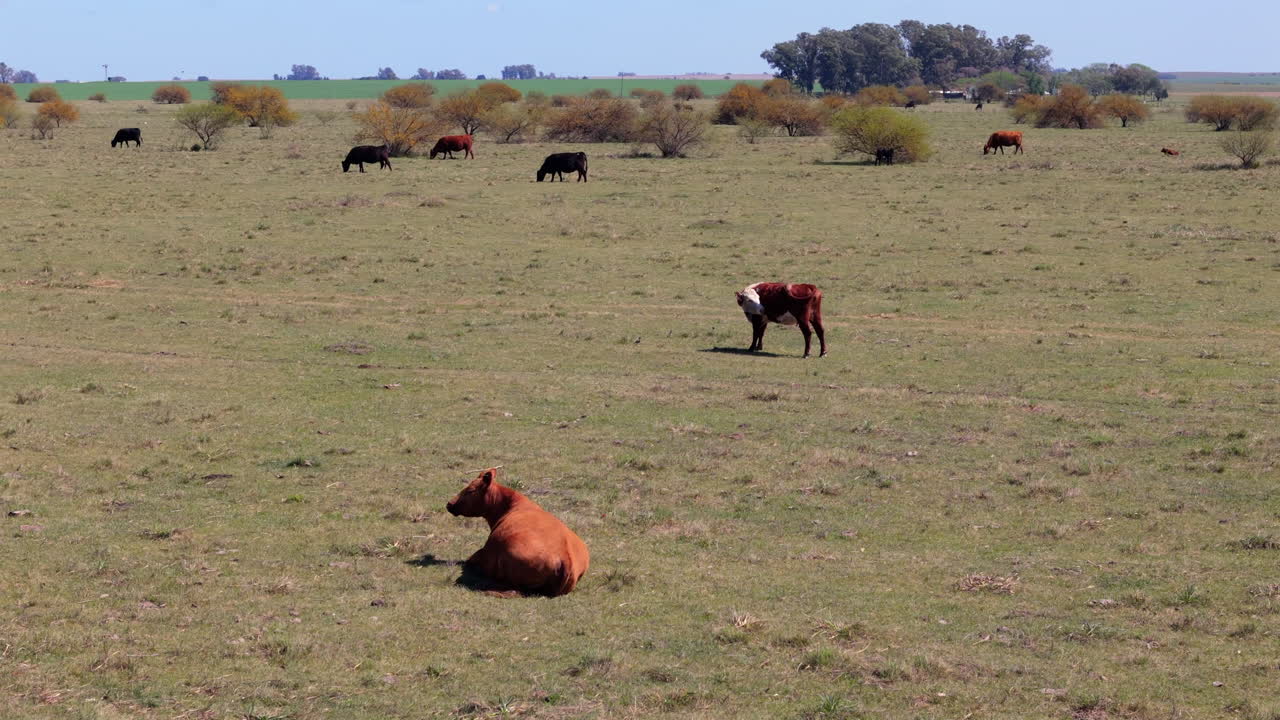 Aerial view of meadow with group of cows grazing in industrial farm. Rural economy. Argentina.