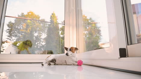 bottom view of a dog catching a ball near a large window lying on the ground, then a boy approachs and caresses him