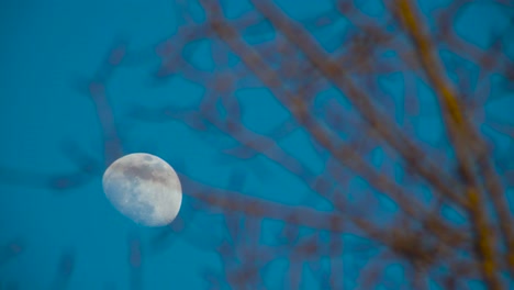 sunset moon shot through branches