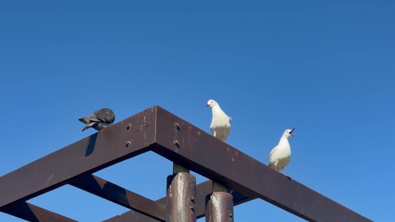 2 gabbiani su una sporgenza o una tavola di legno.