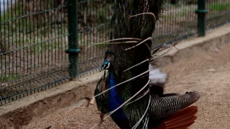 Stolzer-Männlicher-Pfau,-Der-Sich-Umdreht,-Um-Sein-Lebhaftes,-Farbenfrohes-Federdesign-Zu-Zeigen,-Das-Sich-Zur-Paarungszeit-Als-Exotischer-Vogel-Bezeichnet