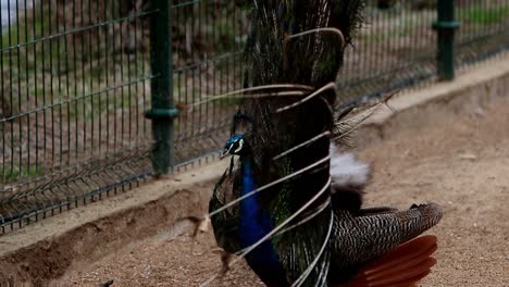 orgulloso pavo real macho girando para exhibir su vibrante y colorido diseño de plumas temporada de apareamiento llamada ave exótica