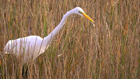 large white great egret stalking for fish in grassy waters wetland area in south florida in 4k 29.97p
