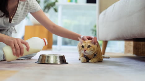 woman feeding a cat