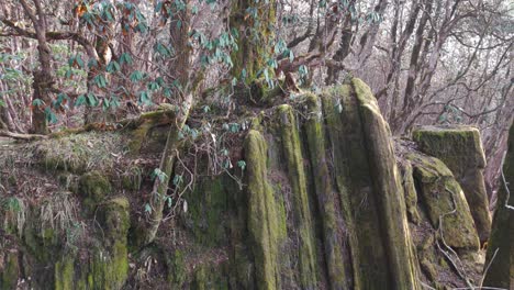 rock mountain with tree in nepal.