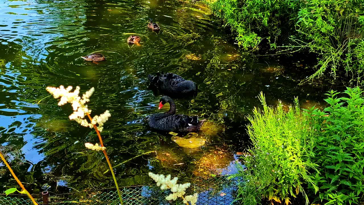 Two elegant black swans float peacefully on calm water in a serene park environment., Cesis, Latvia