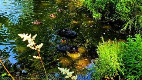 two elegant black swans float peacefully on calm water in a serene park environment., cesis, latvia