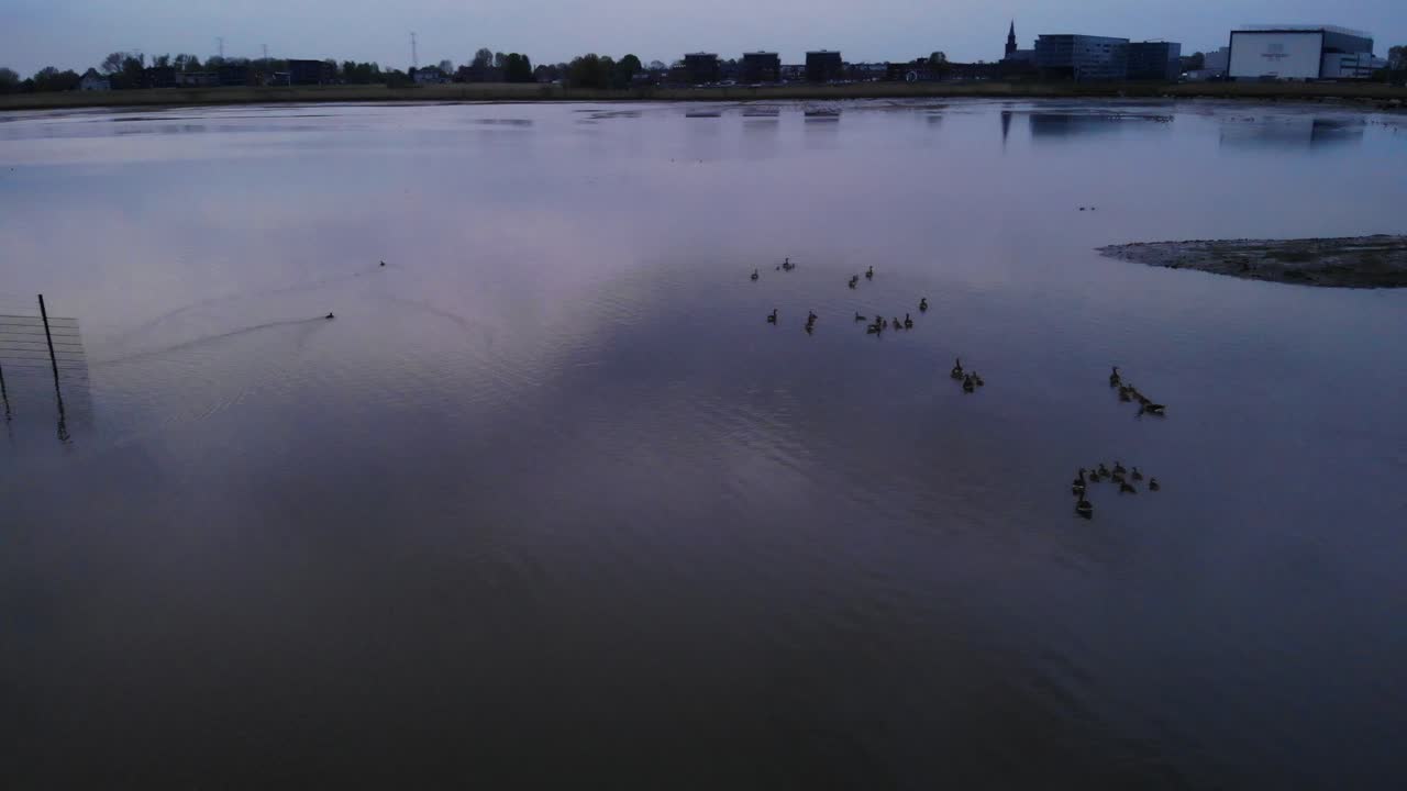 siluetas de una bandada de patos nadando en el lago en la reserva natural de crezeepolder, hendrik-ido-ambacht, países bajos