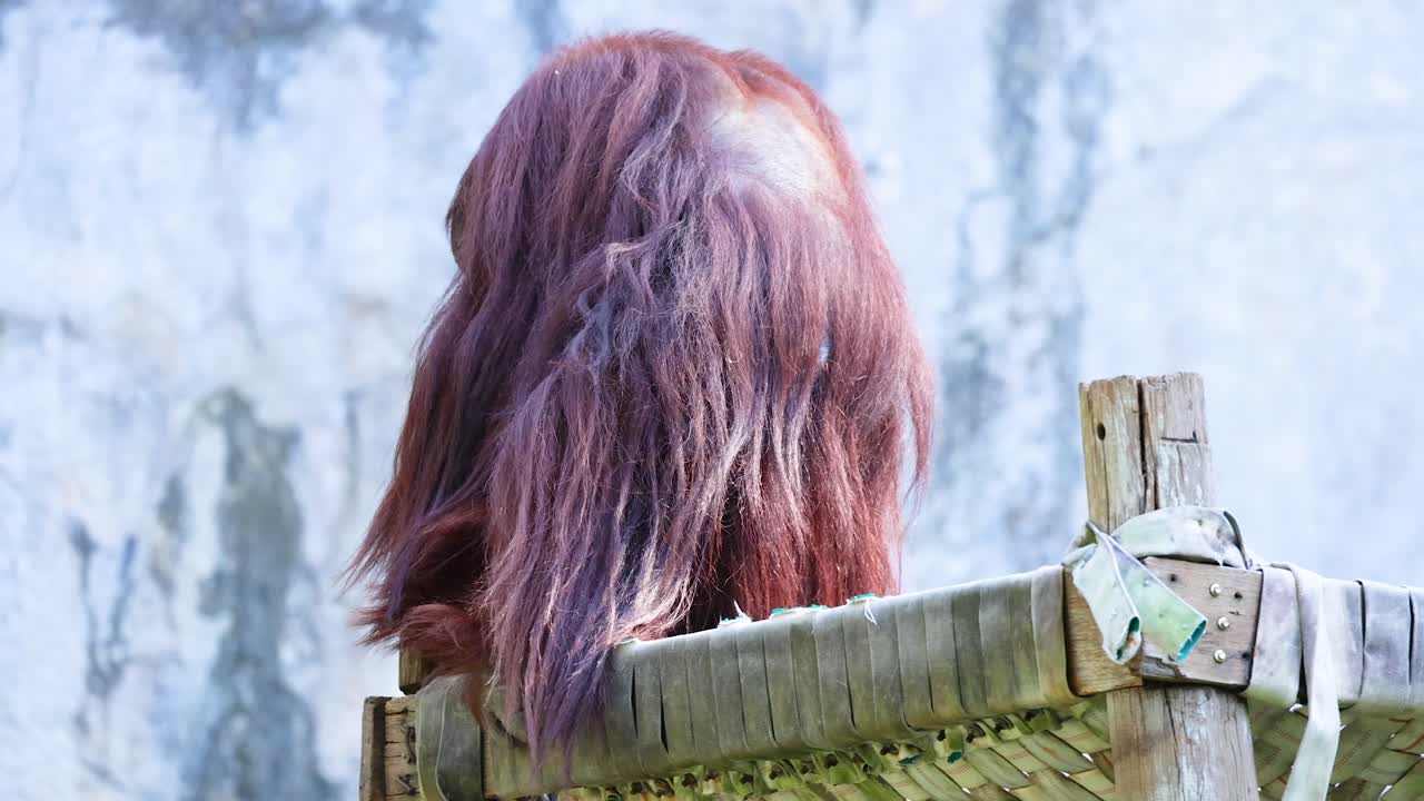 오랑우탄은 나무 구조물 위에 조용히 앉아 있습니다.