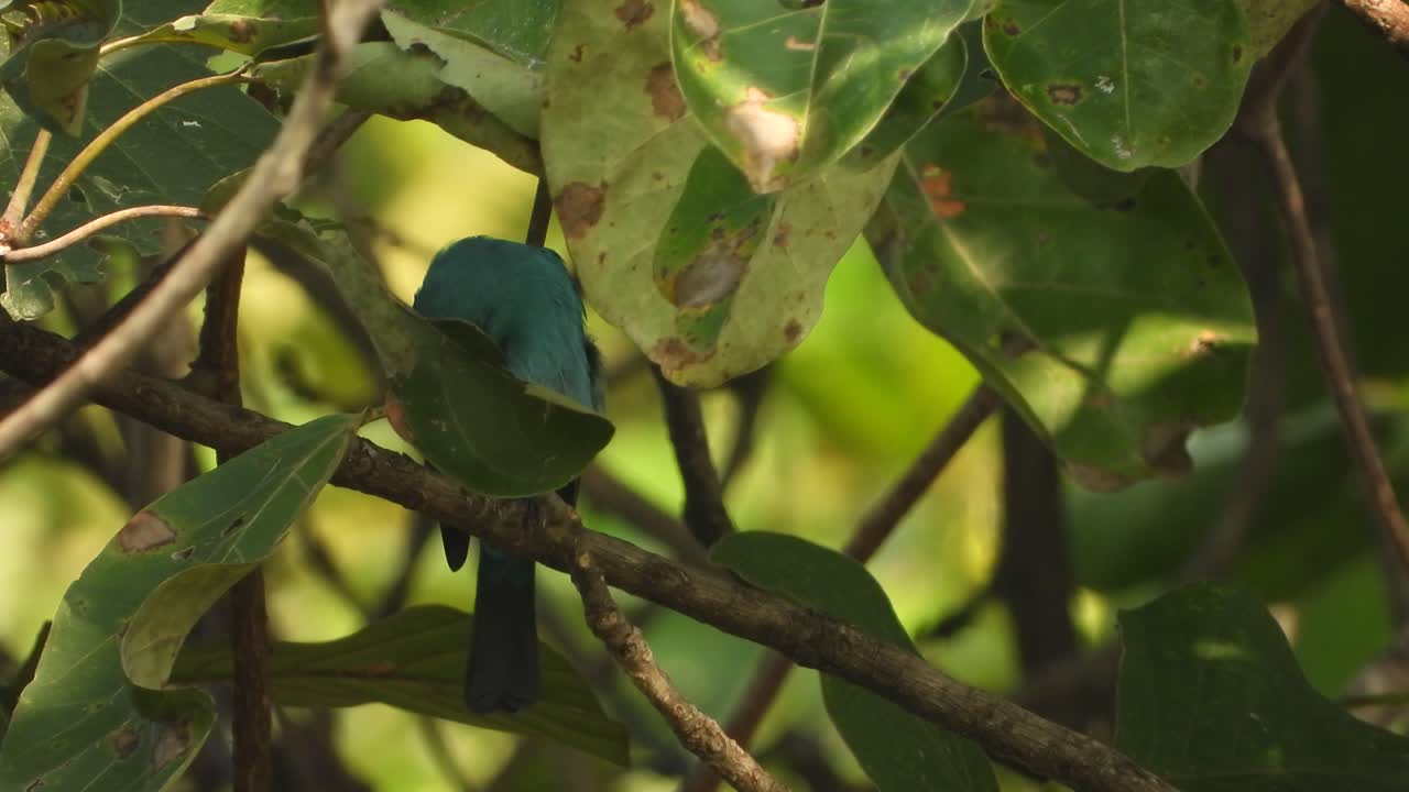 pájaro de pico de cera azul en el árbol