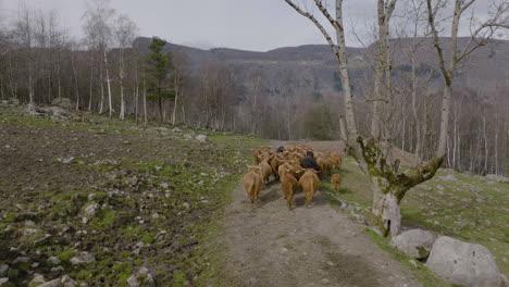 drone tracks herd of highland cattle trotting away on remote mountain track