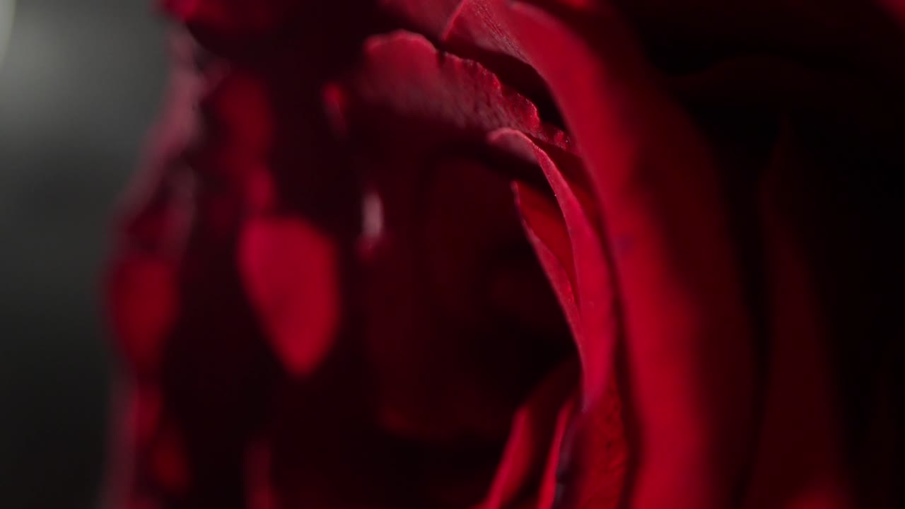 Red Rose With Detailed Petals Being Revealed In Light From A Dark Shadow, Close Up Shot.