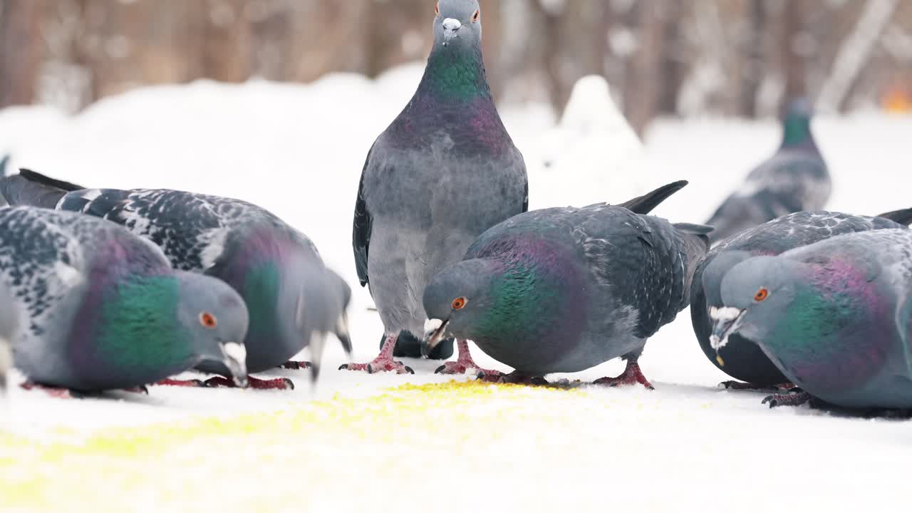 눈 속에서 먹이를 먹는 비둘기