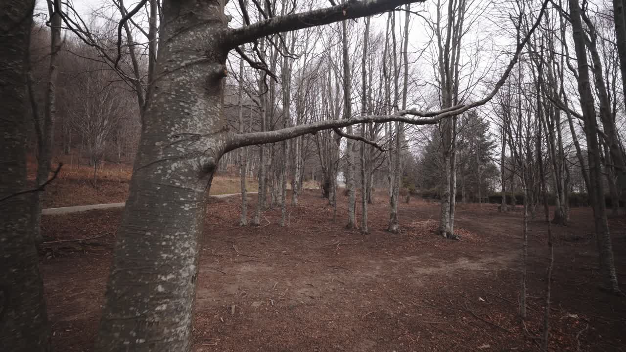 몬세니 대산괴 스페인의 생명이 없는 껍질을 벗긴 숲