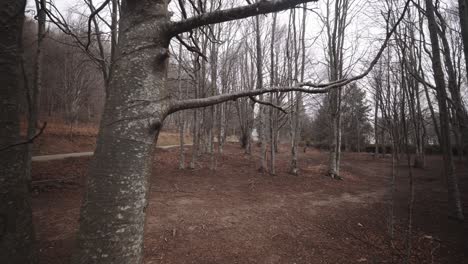 Leblos-Entrindeter-Wald-Des-Montseny-massivs-Spanien