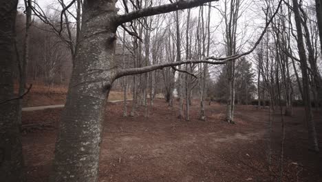 lifeless barked forest of montseny massif spain