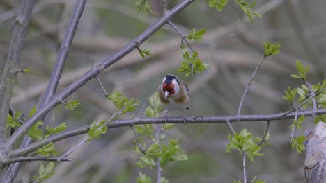 Stieglitz-Kleiner-Singvogel-Im-Frühling-Blattbaum-Zeitlupe