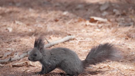 curious eurasian gray squirrel standing on the ground in autumn spruce forest in south korea