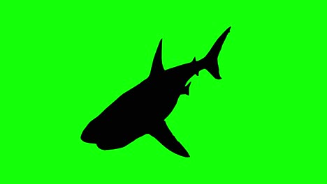 silhouette of a great white shark swimming on green screen, perspective view