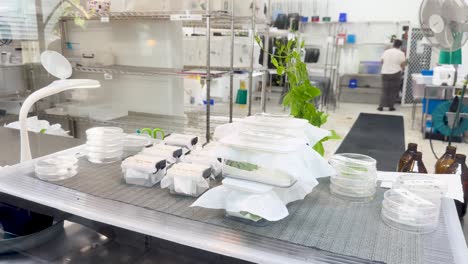 a laboratory environment with caterpillar breeding setups, featuring scientific equipment and organized workspaces under bright lighting